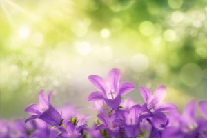 Wunschmotiv als Untersetzer - Lila Glockenblumenblüten Mit Grünem B...