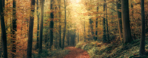 Wunschmotiv Untersetzer - Harmonische Herbstlandschaft In Einem Bun...