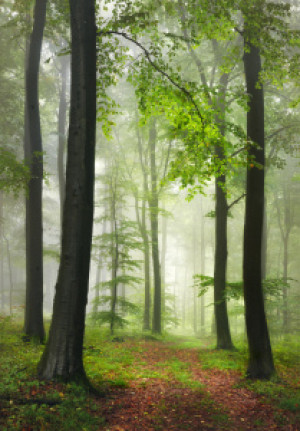 Foto Untersetzer - Neblige Landschaft Im Wald Mit Frischem Grün ode...