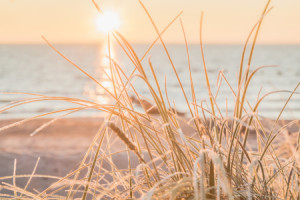 Motiv Untersetzer - Glitzernder Strandhafer Im Morgenlicht oder mit...
