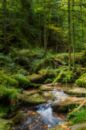 Wunschmotiv Untersetzer - Geheimisvoller Grüner Wald oder mit Eigen...