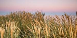 Wunschbild auf Untersetzer - Strandhafer oder mit Eigenem Foto