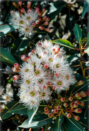 Eucalyptus rostrata, E. camaldulensis - Roter Eukalyptus - Baum, Topf 30 l, 300/350 cm, StU 16-18cm (XXL)