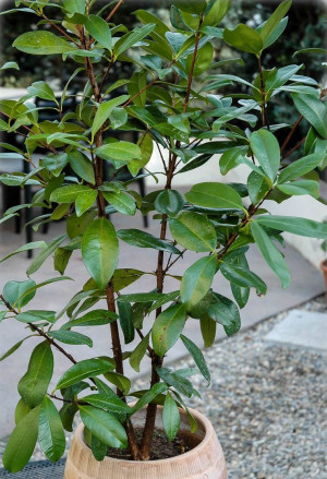 Eugenia brasiliensis, Eugenia dombeyi - Brasilianische Kirsche (Pflanze) | Grumichama | Grumixama - Strauch, Topf 3 l, 60/80 cm