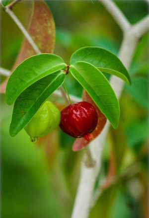 Eugenia uniflora - Surinam-Kirsche | Pitanga | Kirschmyrte - Strauch, 'Aetna Fire', Topf 3 l, 40/60 cm