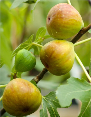 Ficus carica 'Brogiotto Bianco' - Feige (Pflanze) | Echte Feige | Feigenbaum | Fruchtfeige - Baum, 'Brogiotto Bianco', Topf 12 l, 100/125 cm