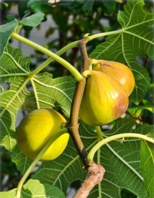 Ficus carica 'Columbaro Bianco' - Feige (Pflanze) | Echte Feige | Feigenbaum | Fruchtfeige - Baum, 'Collumbaro Bianco', Topf 30 l, 175/200 cm, StU ...
