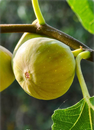 Ficus carica 'Filacciano' - Feige (Pflanze) | Echte Feige | Feigenbaum | Fruchtfeige - Halbstamm, 'Filacciano', Topf 18 l, 150/175 cm, StU 10-12cm ...