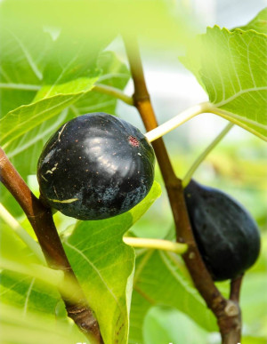 Ficus carica 'Turca' - Feige (Pflanze) | Echte Feige | Feigenbaum | Fruchtfeige - Baum, 'Turca', Topf 7 l, 100/125 cm