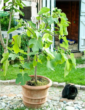 Ficus carica (violette Früchte) - Violette Feigen (Pflanzen) | Echte Feigen | Feigenbäume | Fruchtfeigen - Baum, Violette Früchte, Topf 25 l, 150/1...