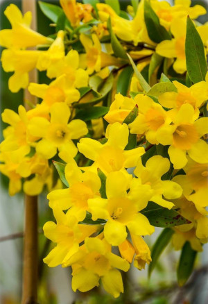 Gelsemium sempervirens - Carolina-Jasmin - Kletterpflanze, Topf 3 l, 80/100 cm