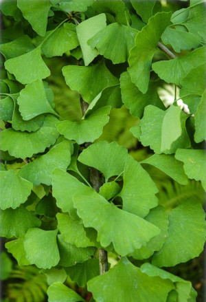 Ginkgo biloba - Ginkgo | Fächerblattbaum - Baum, Topf 50 l, 350/400 cm, StU 18-20cm (XXL)