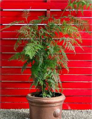 Grevillea robusta - Australische Silbereiche - Baum, Topf 30 l, 300/350 cm, StU 16-18cm (XXL)
