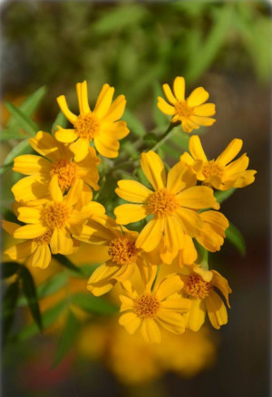 Tagetes lemmonii - Zitronen-Tagetes | Mount-Lemmon-Studentenblume - Strauch, Topf 5 l, 60/80 cm