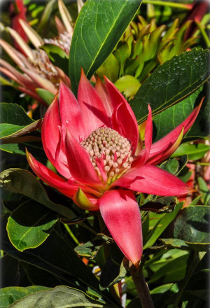 Telopea speciosissima - Waratah - Strauch, 'Shady Lady White', weiße Blüte, Topf 3 l, 50/70 cm
