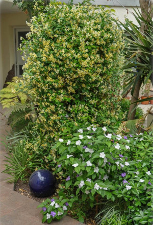 Trachelospermum asiaticum - Gelber Sternjasmin - Kletterpflanze, variegatum, Topf 3 l, 90/110 cm