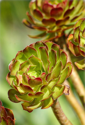 Aeonium arboreum - Rosettendickblatt - Sukkulente, 'Atropurpureum', Topf 2 l, 20/40 cm