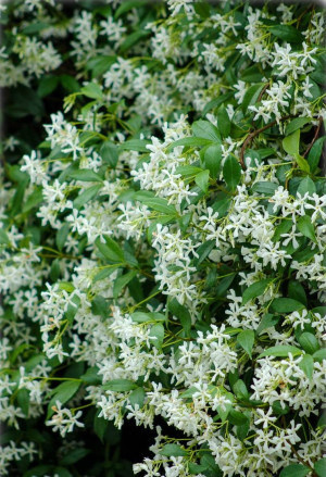 Trachelospermum jasminoides - Sternjasmin - Kletterpflanze, Toskanischer Jasmin 'Pink Showers', Topf 2 l, 80/100 cm
