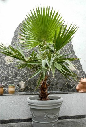 Washingtonia robusta - Petticoat-Palme | Mexikanische Fächer-Palme | Mexikanische Washington-Palme - Palme, Topf 75 l, 200/250 cm, Stamm 110cm (XXL)
