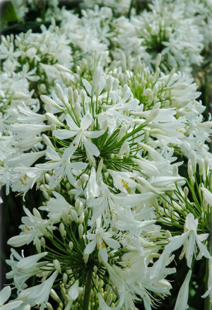 Agapanthus praecox 'Albus' - Weiße Schmucklilie - Staude, 'Albus', Topf 7 l, 30/50 cm