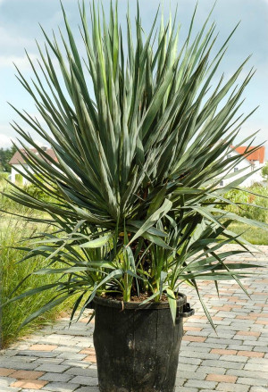 Yucca gloriosa - Kerzen-Palmlilie | Yucca - Palme, Topf 9 l, 40/60 cm