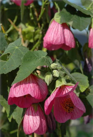 Abutilon Hybride - Schönmalve - Stämmchen, rot, Topf 3 l, 50/70 cm