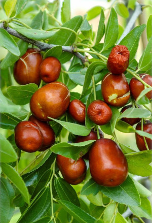 Ziziphus jujuba - Chinesische Dattel | Jujube (Pflanze) | Rote Dattel | Azufaifa - Baumstrauch, Topf 30 l, 250/350 cm, StU 10-12cm (XXL)