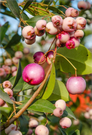 Syzygium paniculatum, Eugenia paniculata - Kirschmyrte - Strauch, Topf 3 l, 50/70 cm