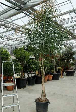 Syagrus romanzoffiana, Arecastrum romanzoffiana - Königin-Palme | Romanzoffianische Kokospalme - Palme, Topf 7 l, 125/150 cm