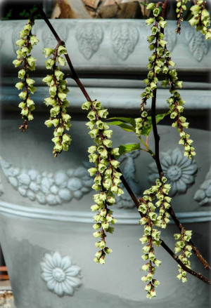Stachyurus chinensis - Perlschweif | Schweifähre - Strauch, Topf 12 l, 125/150 cm