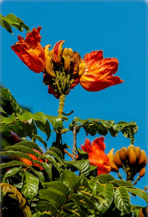 Spathodea campanulata - Afrikanischer Tulpenbaum - Baum, Topf 7 l, 90/110 cm