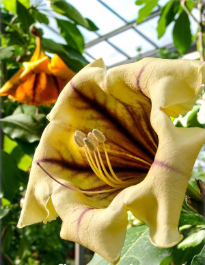 Solandra maxima - Goldkelch | Goldkelchwein - Kletterpflanze, Topf 3 l, 70/90 cm