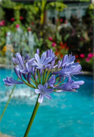 Agapanthus praecox - Blaue Schmucklilie - Staude, blau, Topf 3 l, 20/30 cm