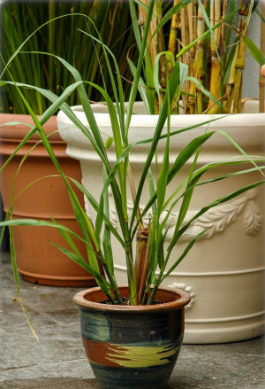 Saccharum officinarum - Zuckerrohr - Gras, rote Halme, Topf 5 l, 125/150 cm