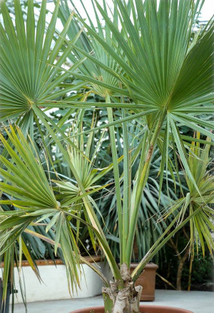 Sabal palmetto - Palmetto-Palme - Palme, Topf 30 l, 150/175 cm, Stamm 10cm (XXL)