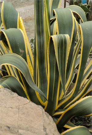 Agave americana 'Marginata' - Buntblättrige Amerikanische Agave - Sukkulente, 'Marginata', Topf 5 l, 20/40 cm