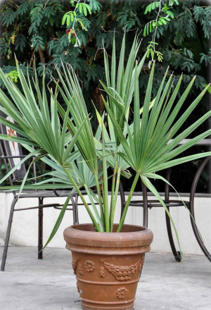Sabal minor - Zwerg-Palmetto-Palme - Palme, Topf 12 l, 100/125 cm
