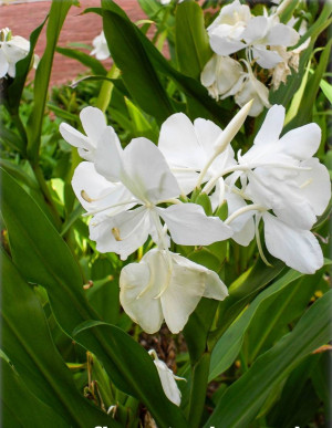 Hedychium coronarium - Schmetterlingslilie | Weißer Ingwer - Staude, Topf 7 l, 70/90 cm