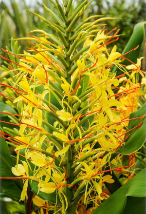 Hedychium gardnerianum - Zieringwer | Kahili-Ingwer | Gelber Schmetterlings-Ingwer - Staude, Topf 30 l, 100/125 cm