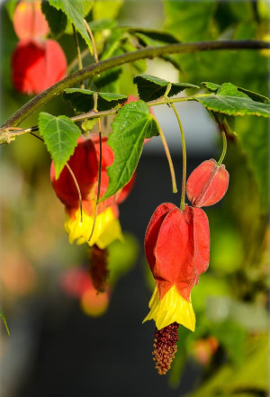 Abutilon megapotamicum - Schönmalve - Kletterpflanze, Topf 3 l, 60/80 cm