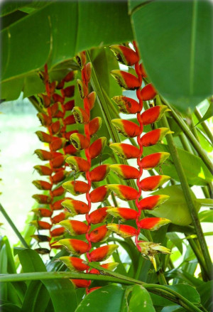 Heliconia rostrata - Hängende Hummerschere | Rote Helikonie | Falsche Paradiesvogelblume - Staude, Topf 3 l, 20/40 cm