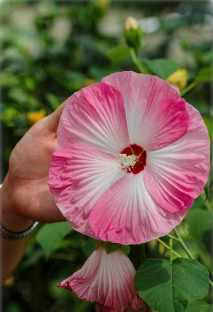 Hibiscus moscheutos - Sumpf-Eibisch | Riesen-Hibiskus - Strauch, rot, Topf 3 l, 20/40 cm