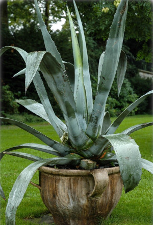 Agave americana - Amerikanische Agave - Sukkulente, Topf 5 l, 40/60 cm