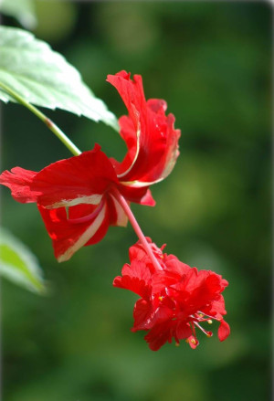 Hibiscus schizopetalus 'Pagoda' - Koralleneibisch | Korallen-Hibiskus - Strauch, 'Pagoda', Topf 3 l, 70/90 cm