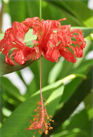 Hibiscus schizopetalus - Koralleneibisch | Korallen-Hibiskus - Strauch, Topf 2 l, 50/70 cm
