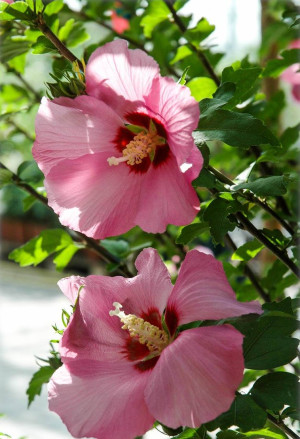 Hibiscus syriacus - Garteneibisch | Hibiskus | Sharonrose - Strauch, 'Oiseau Bleu' blau-violett, Topf 3 l, 60/80 cm