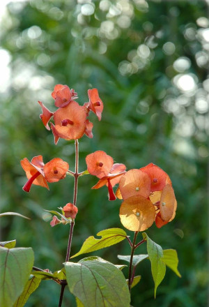 Holmskioldia sanguinea - Rote Chinesenhutpflanze - Strauch, Topf 3 l, 80/100 cm