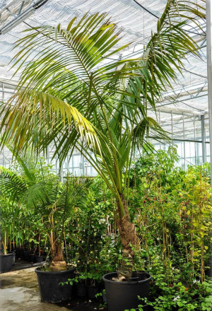 Howea forsteriana - Kentia Palme | Forstersche Kentia - Palme, zweistämmig, Topf 100 l, 200/250 cm, Stamm 50 + 80cm