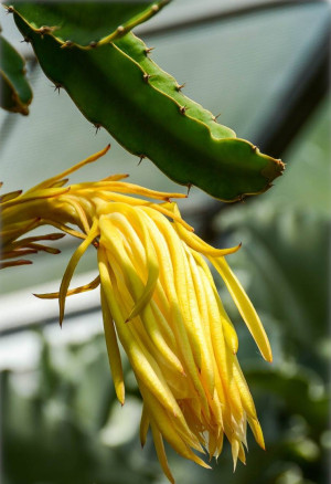 Hylocereus undatus - Schlangenkaktus | Pitahaya | Drachenfrucht - Sukkulente, Topf 5 l, 30/50 cm