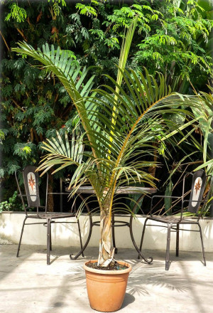 Hyophorbe verschaffeltii - Spindel-Palme | Flaschen-Palme - Palme, Topf 3 l, 80/100 cm